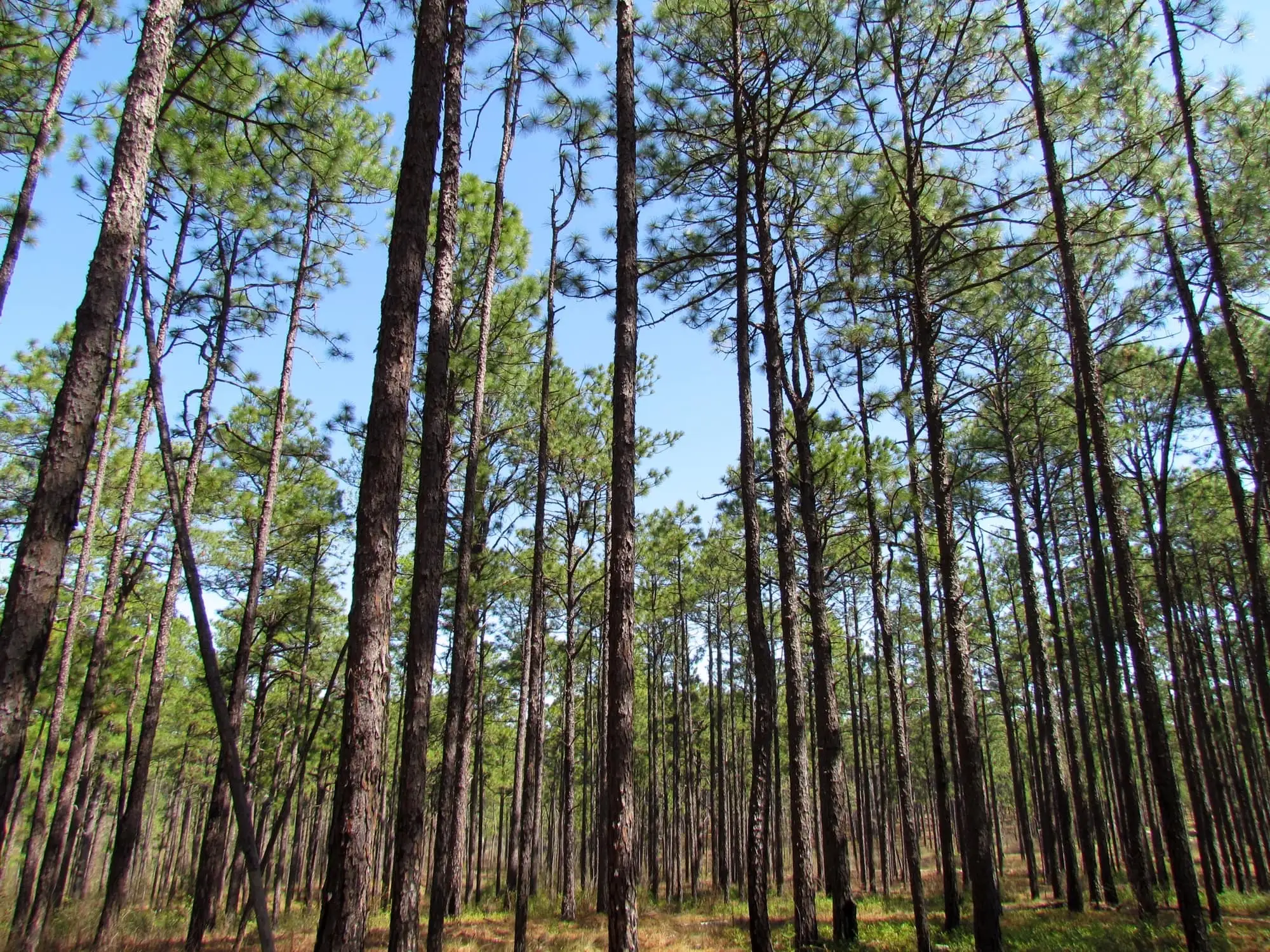 Tall longleaf pines reaching into a blue sky